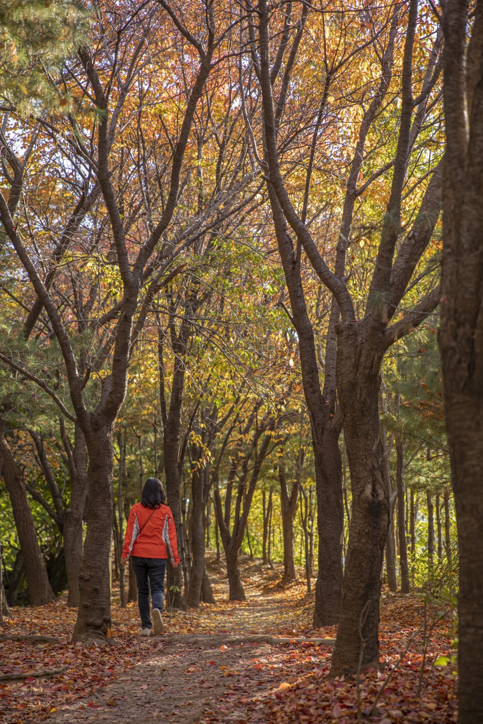 동작문화재단 - 동작 우리동네 이야기 | 서달산 자락길과의 행복한 만남 : 정현 (5편) (이미지 모음)